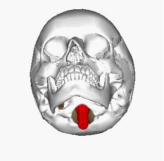 Bulbo da coluna vertebral: anatomia, partes e funções (com imagens) 4