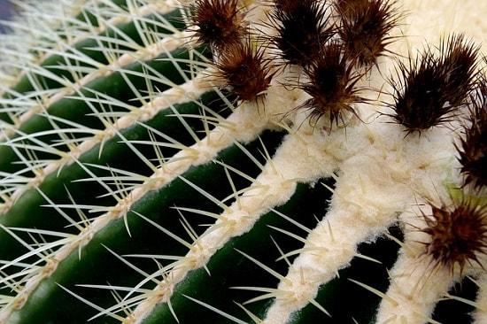 Echinocactus grusonii: características, cuidados e pragas 4