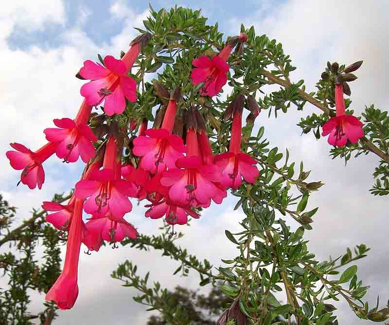 21 Plantas Nativas do Peru Muito Interessantes 6