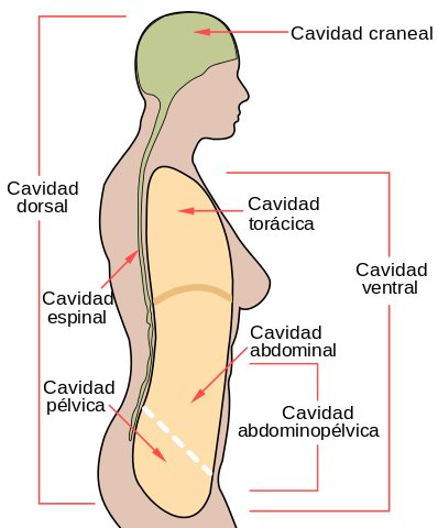 Cavidade abdominal: anatomia e órgãos, funções 1