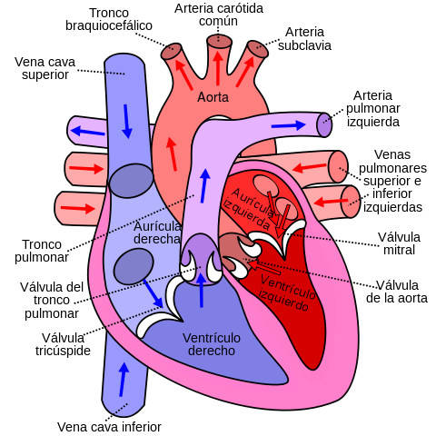 Quais são as camadas do coração? 1