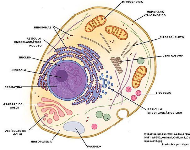 Tipos de células: Procariontes e eucariotos (com imagens) 12