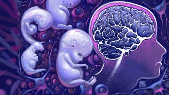 Desenvolvimento cerebral do feto e aborto: uma perspectiva neurocientífica 1