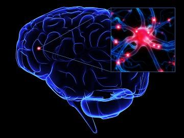 Córtex cerebral: camadas, funções, neurônios 5