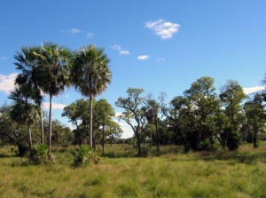 Floresta do Chaco: Características, Clima, Flora, Fauna 1
