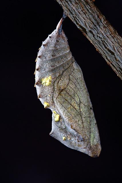 Lepidópteros: características, migrações e ciclo de vida 5