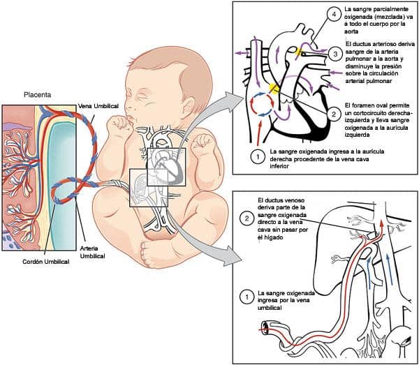 Circulação fetal: funcionamento e características anatômicas 1