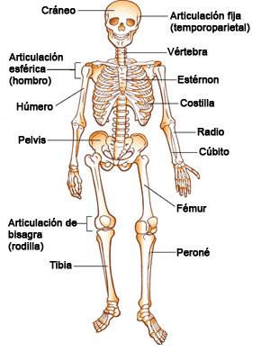 Classificação dos ossos de acordo com sua forma e estrutura 1