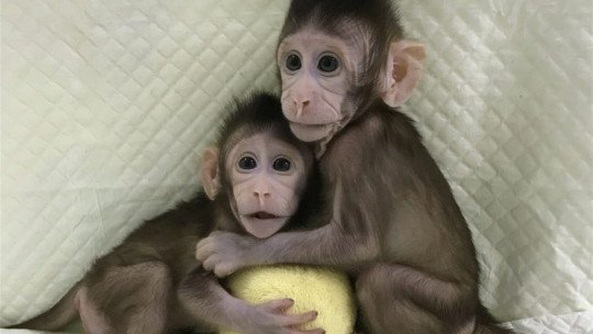 Eles conseguem clonar os primeiros macacos com o método Dolly 1