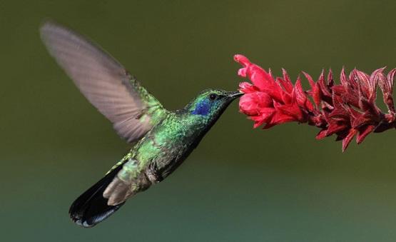 Ciclo de vida do beija-flor: estágios e características (imagens) 2