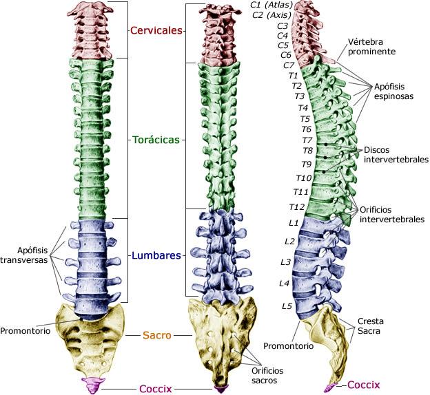 17 Doenças da coluna vertebral, sintomas e causas 2