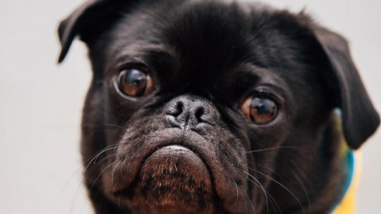 Como eliminar as pulgas do meu cão? 4 dicas 1