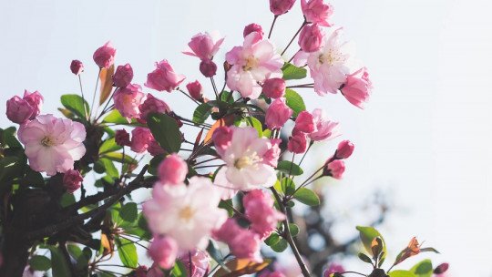 Como a primavera nos afeta em um nível psicológico? 1