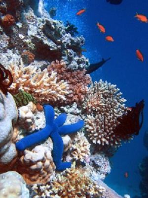 Corais: características, habitat, reprodução, alimentação 1