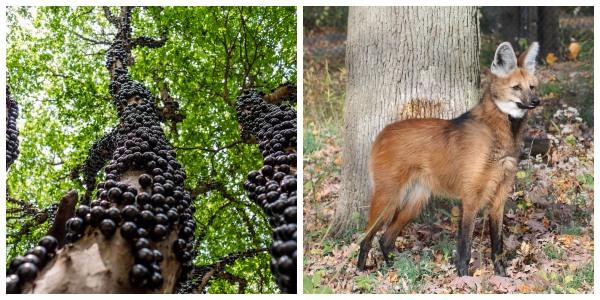 Flora e fauna de Corrientes: espécies mais representativas 1
