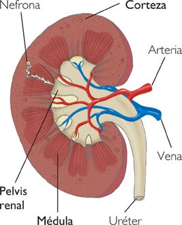 Rim: Fisiologia, Funções, Hormônios, Doenças - Maestrovirtuale.com