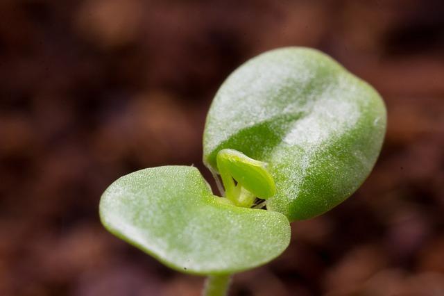 Auxiliares: funções, tipos, efeitos nas plantas, aplicações 3