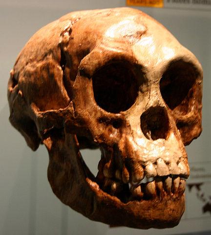 Homo Floresiensis: descoberta, características, crânio 1