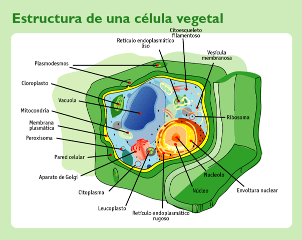 Tipos de células: Procariontes e eucariotos (com imagens) 3