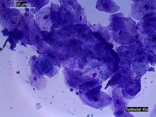 Tipos de células: Procariontes e eucariotos (com imagens) 15