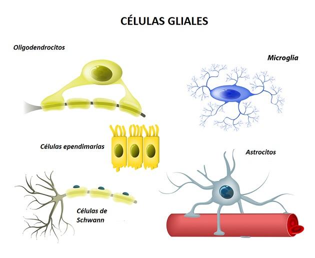 Células gliais: funções, tipos e doenças 1