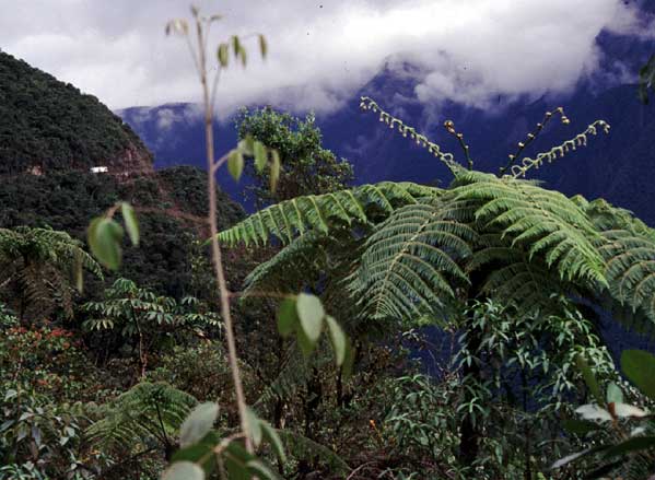 Como está o alto relevo florestal? 3