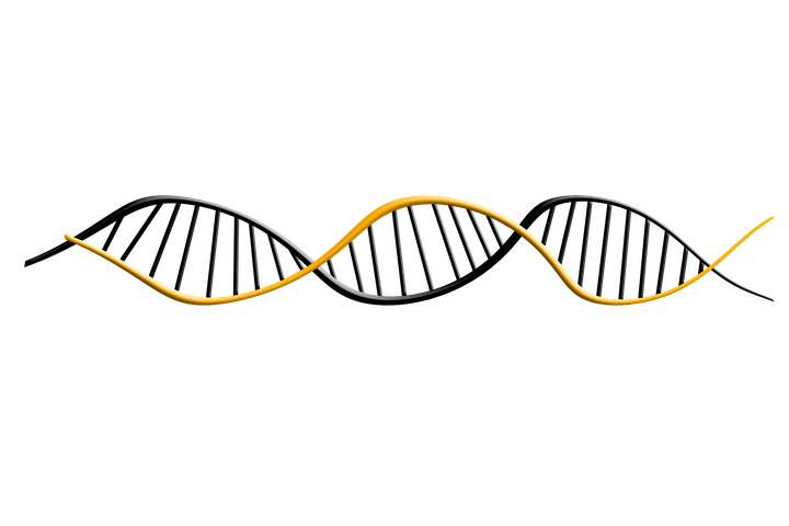 Endonucleases: funções, tipos e exemplos 1
