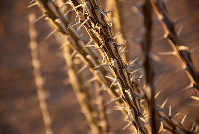 Ocotillo: características, habitat, propriedades e pragas 2