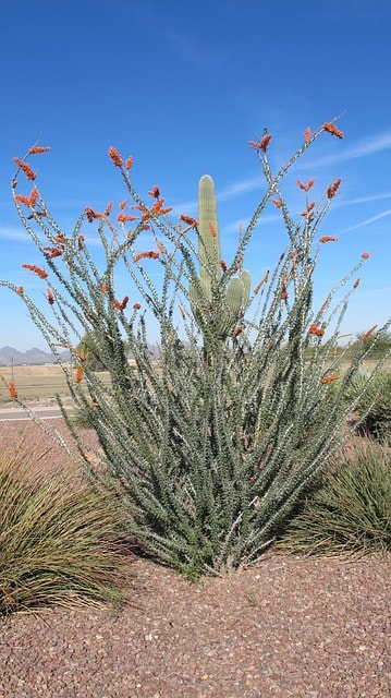 Ocotillo: características, habitat, propriedades e pragas 1