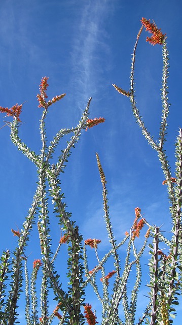 Ocotillo: características, habitat, propriedades e pragas 6
