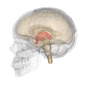 Diencephalon: kenmerken, onderdelen en functies - Maestrovirtuale.com