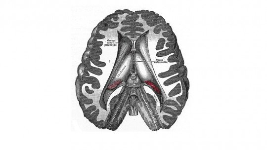 Dencéfalo: estrutura e funções desta região cerebral 1