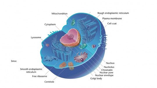 As 12 diferenças entre células eucarióticas e células procarióticas 1