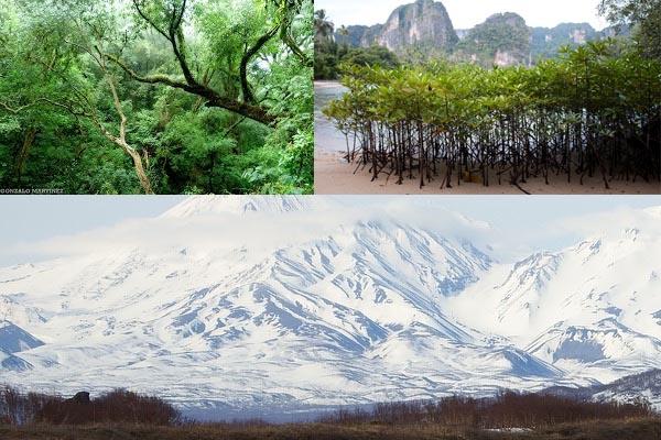 Ecossistema Terrestre: Características, Tipos e Exemplos 9
