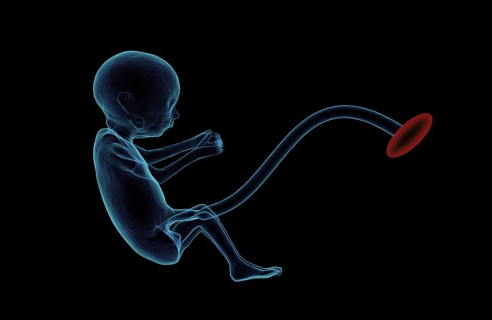 Desenvolvimento embrionário: estágios e suas características 1