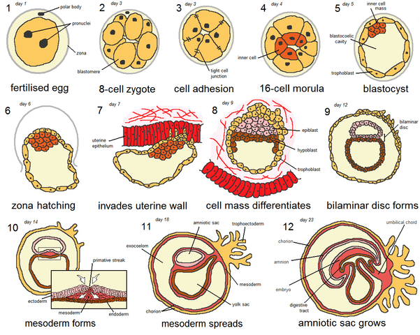 Desenvolvimento embrionário: estágios e suas características 2