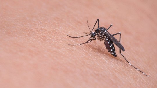 Encefalite japonesa: sintomas, causas e epidemiologia 1