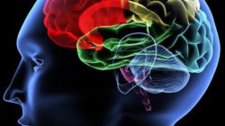Cérebro: partes, funções e doenças 55