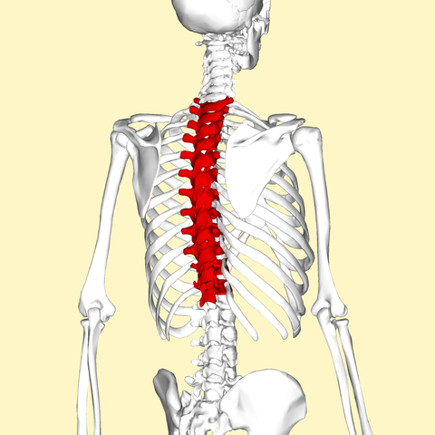 17 Doenças da coluna vertebral, sintomas e causas 1