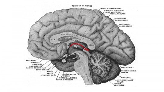 Epitálamo: partes e funções dessa estrutura cerebral 19