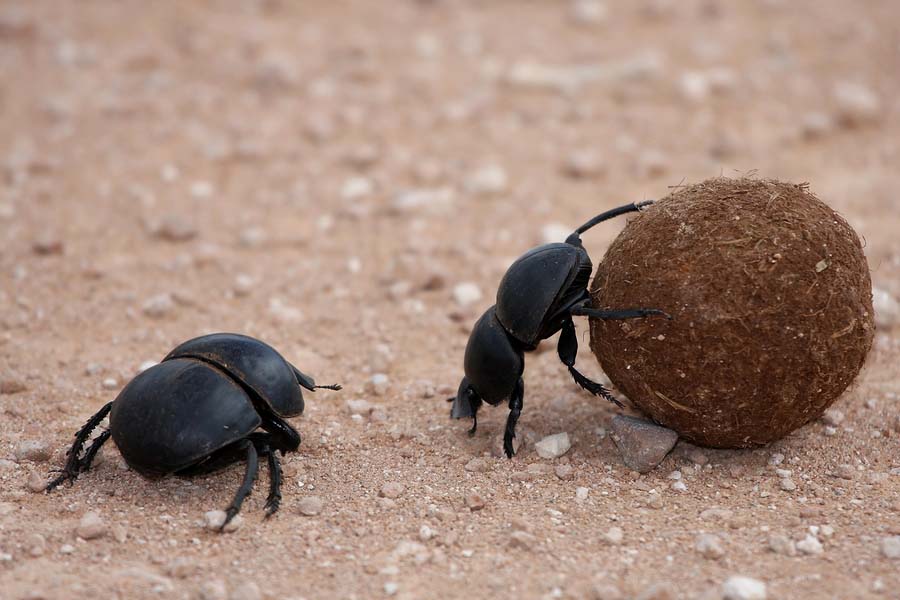 Escaravelho: características, habitat, comida 2
