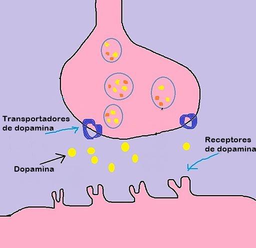 Neurônios dopaminérgicos: características, funções e vias 3