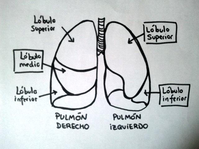 Quais são os lobos pulmonares? 1