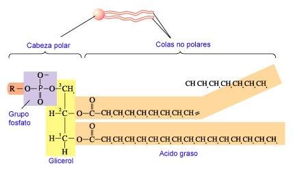 Ester Link: Características e Tipos 7