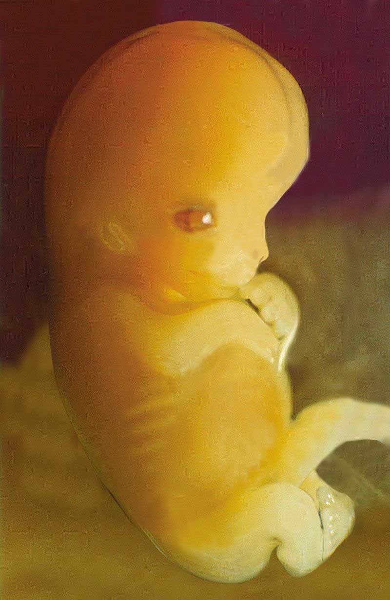 Desenvolvimento embrionário e fetal: estágios e características 1