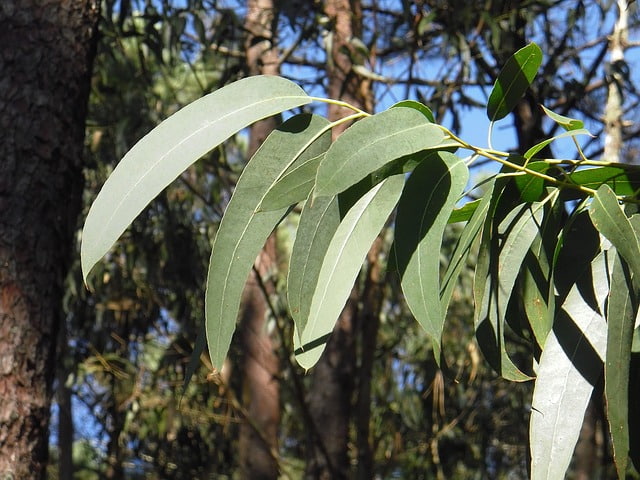 Eucalyptus globulus: características, habitat, importância e usos 5