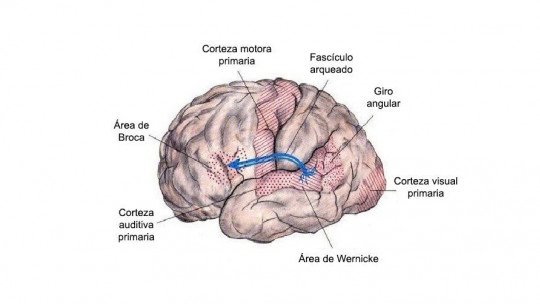Fascículo arqueado do cérebro: localização e funções 1