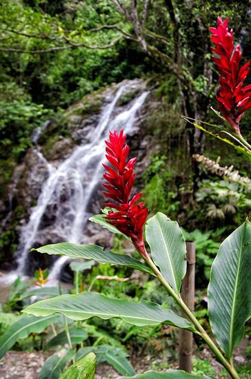 Cordilheira Oriental da Colômbia: características, relevo, flora 2