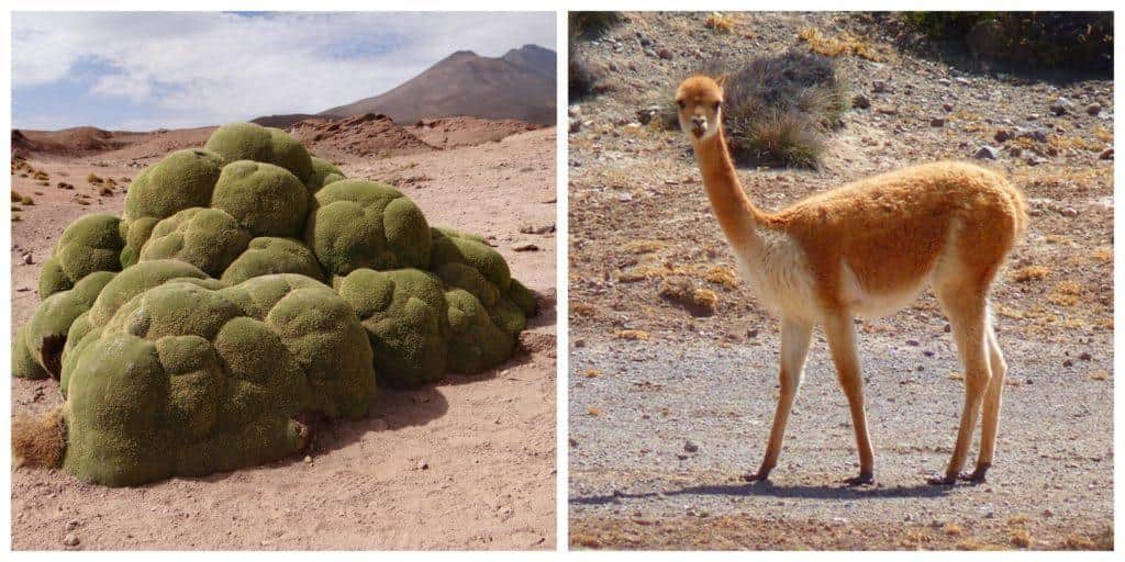 Flora e fauna de Jujuy: espécies mais representativas 1