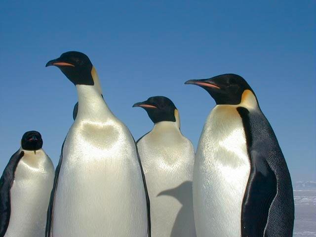 Flora e fauna do Chile: espécies mais representativas 1